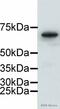 Lamin B1 antibody, ab16048, Abcam, Western Blot image 