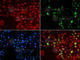 DNA Polymerase Eta antibody, A1833, ABclonal Technology, Immunofluorescence image 