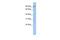 Solute Carrier Family 15 Member 2 antibody, PA5-42480, Invitrogen Antibodies, Western Blot image 