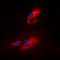 Acyl-CoA Thioesterase 8 antibody, LS-C354137, Lifespan Biosciences, Immunofluorescence image 