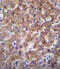 Indoleamine 2,3-dioxygenase 2 antibody, abx026792, Abbexa, Immunohistochemistry paraffin image 
