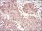 Cyclin A2 antibody, NBP2-52436, Novus Biologicals, Immunohistochemistry paraffin image 