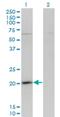 G-protein-signaling modulator 3 antibody, H00063940-M01, Novus Biologicals, Western Blot image 