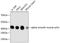 Actin Alpha 2, Smooth Muscle antibody, 13-917, ProSci, Western Blot image 