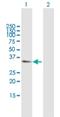 Amyloid Beta Precursor Protein Binding Family B Member 2 antibody, H00000323-B01P, Novus Biologicals, Western Blot image 