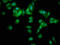 Proteasome Maturation Protein antibody, LS-C397005, Lifespan Biosciences, Immunofluorescence image 