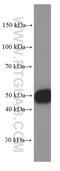 CD27 Molecule antibody, 66308-1-Ig, Proteintech Group, Western Blot image 