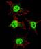 Integrin Subunit Alpha 6 antibody, LS-B3626, Lifespan Biosciences, Immunofluorescence image 