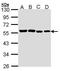 TRF antibody, PA5-28423, Invitrogen Antibodies, Western Blot image 