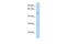 Schwannomin-interacting protein 1 antibody, PA5-69992, Invitrogen Antibodies, Western Blot image 