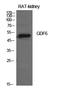 Growth Differentiation Factor 6 antibody, A05536, Boster Biological Technology, Western Blot image 