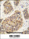 Small Ubiquitin Like Modifier 4 antibody, 56-566, ProSci, Immunohistochemistry paraffin image 