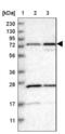 Peptidylprolyl Isomerase Domain And WD Repeat Containing 1 antibody, NBP1-83050, Novus Biologicals, Western Blot image 