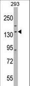 DExH-Box Helicase 30 antibody, LS-C167406, Lifespan Biosciences, Western Blot image 