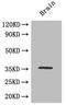 CAMP Responsive Element Binding Protein 1 antibody, A52845-100, Epigentek, Western Blot image 