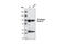 Phosphatidylinositol 3-Kinase Catalytic Subunit Type 3 antibody, 3811S, Cell Signaling Technology, Western Blot image 