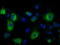 Protein-lysine 6-oxidase antibody, LS-C114931, Lifespan Biosciences, Immunofluorescence image 