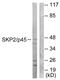 S-Phase Kinase Associated Protein 2 antibody, LS-C118576, Lifespan Biosciences, Western Blot image 