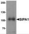 Signal-induced proliferation-associated protein 1 antibody, NBP2-81850, Novus Biologicals, Western Blot image 