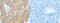 Transmembrane P24 Trafficking Protein 3 antibody, TA350516, Origene, Immunohistochemistry paraffin image 