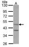 5-Hydroxytryptamine Receptor 7 antibody, PA5-28745, Invitrogen Antibodies, Western Blot image 