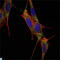 SMAD Family Member 4 antibody, LS-C812772, Lifespan Biosciences, Immunofluorescence image 