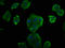 Cyclin D2 antibody, LS-C375408, Lifespan Biosciences, Immunofluorescence image 