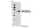 Ubiquitin Specific Peptidase 2 antibody, 8036S, Cell Signaling Technology, Western Blot image 