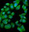 Staphylococcal Nuclease And Tudor Domain Containing 1 antibody, A02602-3, Boster Biological Technology, Immunofluorescence image 