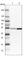 Dihydrolipoamide Branched Chain Transacylase E2 antibody, HPA026485, Atlas Antibodies, Western Blot image 