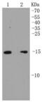 Actin Related Protein 2/3 Complex Subunit 5 antibody, NBP2-67350, Novus Biologicals, Western Blot image 