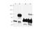 PR/SET Domain 1 antibody, A00412, Boster Biological Technology, Western Blot image 