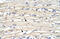 Lysine Demethylase 2A antibody, 27-399, ProSci, Immunohistochemistry frozen image 