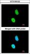 ERCC Excision Repair 8, CSA Ubiquitin Ligase Complex Subunit antibody, LS-C109290, Lifespan Biosciences, Immunofluorescence image 
