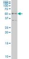 Apoptosis Inhibitor 5 antibody, H00008539-M01, Novus Biologicals, Western Blot image 