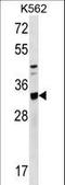 TOR Signaling Pathway Regulator antibody, LS-C157200, Lifespan Biosciences, Western Blot image 
