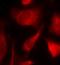SMAD2 antibody, orb14694, Biorbyt, Immunofluorescence image 