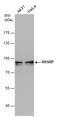 KH-Type Splicing Regulatory Protein antibody, GTX131804, GeneTex, Western Blot image 