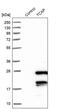 Titin-Cap antibody, PA5-55315, Invitrogen Antibodies, Western Blot image 