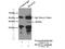H2A Histone Family Member Y2 antibody, 17030-1-AP, Proteintech Group, Immunoprecipitation image 