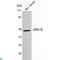 Creatine Kinase, Mitochondrial 2 antibody, LS-C813121, Lifespan Biosciences, Western Blot image 