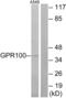 Relaxin Family Peptide/INSL5 Receptor 4 antibody, abx015249, Abbexa, Western Blot image 