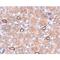 Notum, Palmitoleoyl-Protein Carboxylesterase antibody, 254118, Abbiotec, Immunohistochemistry paraffin image 