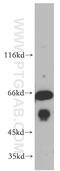 Exonuclease 3'-5' Domain Containing 2 antibody, 20138-1-AP, Proteintech Group, Western Blot image 