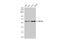 Nuclear Receptor Subfamily 1 Group H Member 4 antibody, GTX117553, GeneTex, Western Blot image 