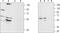 Adrenoceptor Alpha 1D antibody, PA5-77286, Invitrogen Antibodies, Western Blot image 