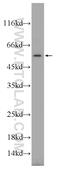 Trem-like transcript 4 protein antibody, 18056-1-AP, Proteintech Group, Western Blot image 