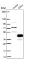 Cyclin Y antibody, PA5-57598, Invitrogen Antibodies, Western Blot image 