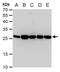Triosephosphate Isomerase 1 antibody, GTX630779, GeneTex, Western Blot image 