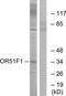 Olfactory Receptor Family 5 Subfamily W Member 2 antibody, TA316421, Origene, Western Blot image 